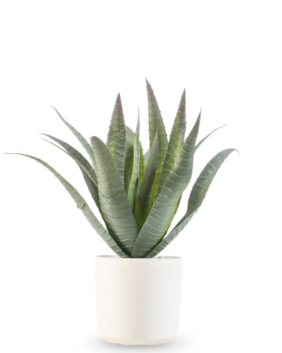 De Kunst Agave 30 cm in sierpot heeft een groene vetplant met lange, puntige bladeren die omhoog groeien, gepresenteerd in een eenvoudige pot met witte textuur tegen een effen witte achtergrond.