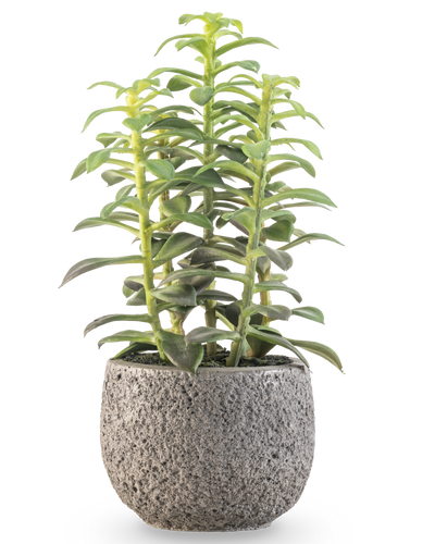 De Kunst vetplant in sierpot 25 cm heeft rechtopstaande groene vetplantstengels in een grijze pot met structuur, afgebeeld tegen een witte achtergrond.