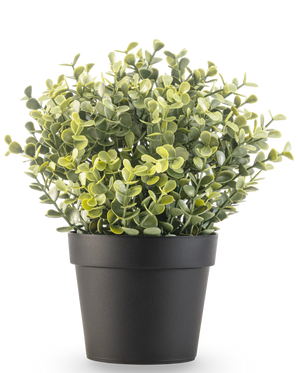 De Kunstplant Buxus groen in pot UV 19 cm is een kleine, groenbladige kunstplant met ronde bladeren in een eenvoudige zwarte pot, tegen een witte achtergrond.