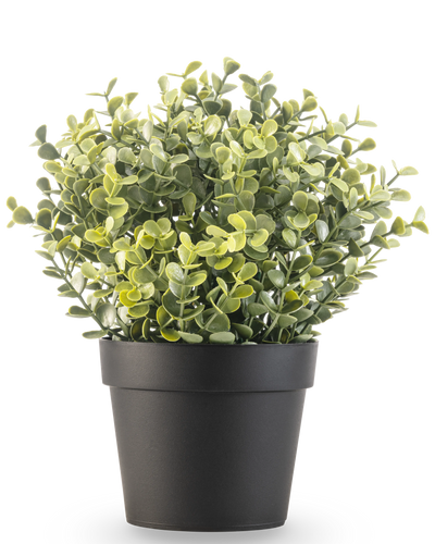 De Kunstplant Buxus groen in pot UV 19 cm is een kleine, groenbladige kunstplant met ronde bladeren in een eenvoudige zwarte pot, tegen een witte achtergrond.