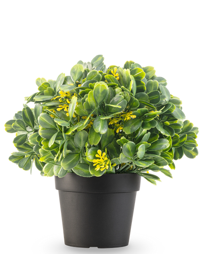De Kunstplant Groen/geel UV 21 cm heeft groene bladeren en kleine gele bloemen in een effen zwarte pot, tegen een witte achtergrond.