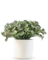 Een Kunst vetplant van 22 cm met ronde bladeren staat in een eenvoudige witte sierpot tegen een witte achtergrond.