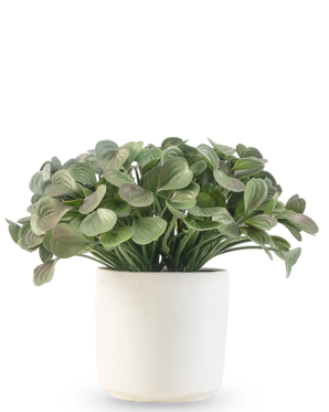 An artificial succulent plant of 22 cm with round leaves stands in a simple white decorative pot against a white background.