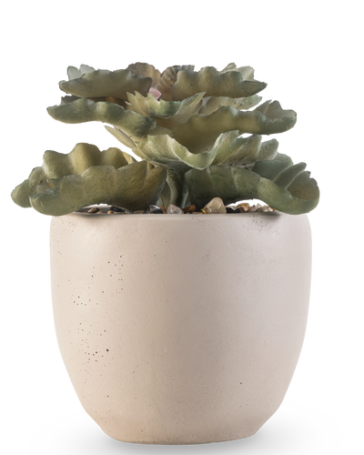 De Kunst vetplant 15 cm heeft groene, golvende platte bladeren in een ronde pot van lichtbeige keramiek met kleine steentjes, tegen een witte achtergrond.