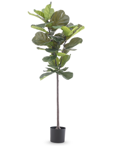 De Kunstplant Ficus Tabaksplant Deluxe 155 cm heeft brede groene bladeren en wordt geleverd in een zwarte pot, afgebeeld tegen een effen witte achtergrond.