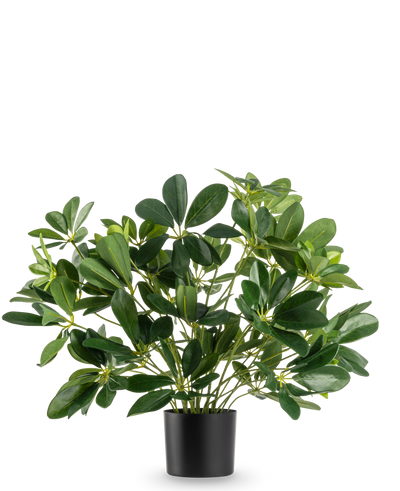 De Kunstplant Baby Schefflera UV 45 cm heeft brede, glanzende bladeren en wordt geleverd in een eenvoudige zwarte pot, tegen een effen witte achtergrond.