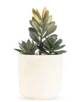 The Artificial Succulent Plant 20 cm has a compact succulent with lush green leaves in a simple pot with an off-white texture, against a plain white background.