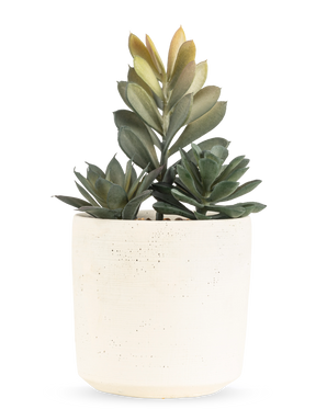 De Kunst vetplant 20 cm heeft een compacte vetplant met weelderige groene bladeren in een eenvoudige pot met gebroken witte textuur, tegen een effen witte achtergrond.