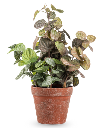 De Kunstplant Peperomia 35 cm heeft ronde groene en paarsgetinte bladeren in een verweerde terracotta pot, tegen een effen witte achtergrond.