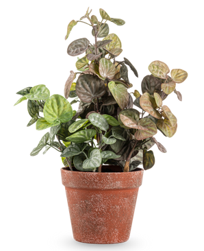 De Kunstplant Peperomia 35 cm heeft ronde groene en paarsgetinte bladeren in een verweerde terracotta pot, tegen een effen witte achtergrond.