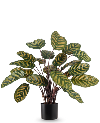 De Kunstplant Calathea Makoyana UV 60 cm rood is een kunstplant met grote, ovale groene bladeren met gele strepen tegen een effen witte achtergrond.