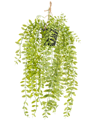 De Kunst hangplant Pumila in pot 55 cm heeft lange, hangende stengels met kleine, ovale, groene bladeren, in een zwarte pot met een touw tegen een witte achtergrond.