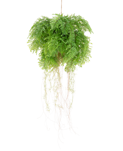 De Kunst hangplant Varen met wortels d55 cm met hangsysteem heeft weelderige groene bladeren en delicate ranken, die levensechte natuurlijke schoonheid toevoegen aan je ruimte. Hij kan gemakkelijk worden opgehangen en verfraait elke inrichting met realistische charme.