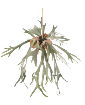 De Kunst hangplant Staghorn op bal 89 cm heeft lange, gevorkte groene bladeren en bruine schildbladeren, hangend aan een koord tegen een effen witte achtergrond.