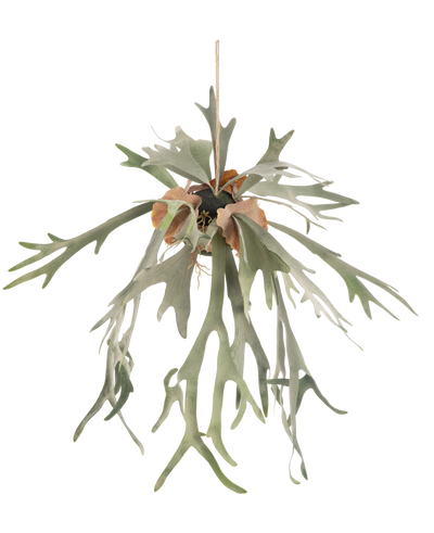 De Kunst hangplant Staghorn op bal 89 cm heeft lange, gevorkte groene bladeren en bruine schildbladeren, hangend aan een koord tegen een effen witte achtergrond.