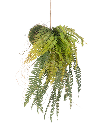 De Kunst hangplant Varen op bal 63 cm heeft weelderige, overhangende groene bladeren en delicate blaadjes. Hangend aan een dun touwtje tegen een witte achtergrond is het de perfecte onderhoudsvrije hangplant voor elke ruimte.