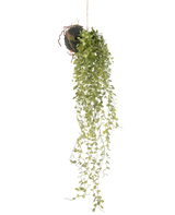 De Kunst hangplant Vetplant bal 58 cm heeft een groene vetplant met kleine ronde blaadjes, hangend aan een met mos bedekte grondbal, tegen een effen witte achtergrond.