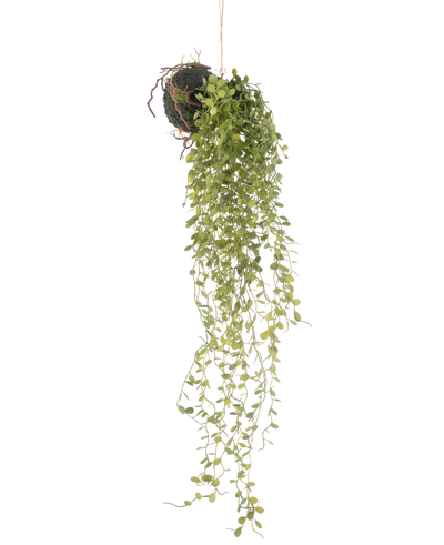De Kunst hangplant Vetplant bal 58 cm heeft een groene vetplant met kleine ronde blaadjes, hangend aan een met mos bedekte grondbal, tegen een effen witte achtergrond.