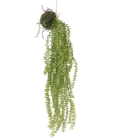 De Kunst hangplant Phlegmariurus bal 55 cm heeft weelderige, hangende groene bladeren die uit een met mos bedekte bal cascade vormen, opgehangen aan touw voor een stijlvolle display tegen elke achtergrond.