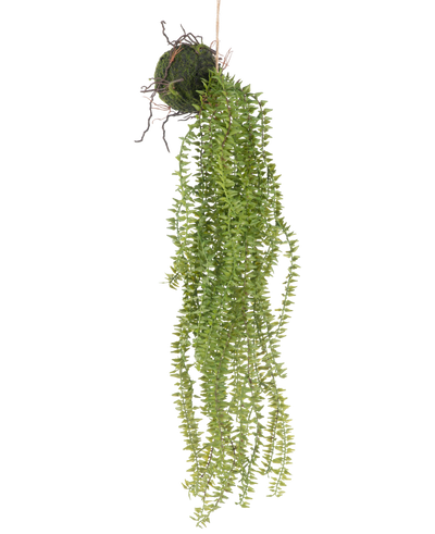 De Kunst hangplant Phlegmariurus bal 55 cm heeft weelderige, hangende groene bladeren die uit een met mos bedekte bal cascade vormen, opgehangen aan touw voor een stijlvolle display tegen elke achtergrond.