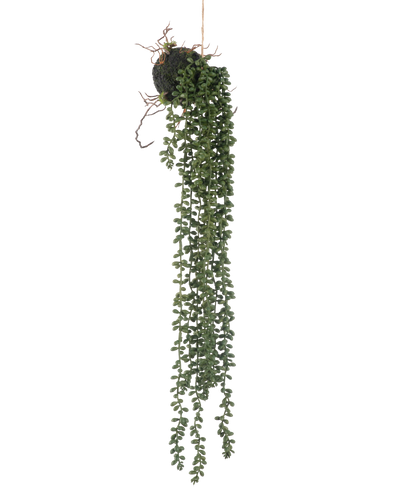 De Kunst hangplant Senecio bal 58 cm heeft lange, slingerende groene ranken met kleine ronde bladeren die aan een mosbal hangen, tegen een witte achtergrond.