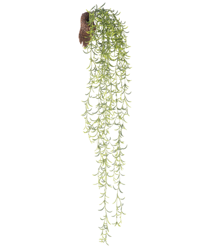 De Kunst hangplant Senecio 86 cm heeft lange, groene sappige stengels met kleine, smalle blaadjes die uit een bruine kluit komen, tegen een witte achtergrond.