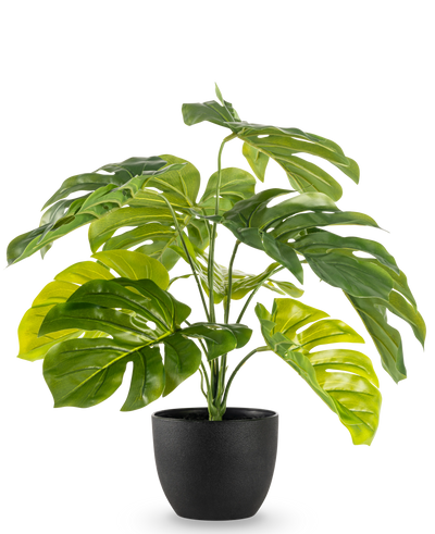 De Kunst Monstera 55 cm in sierpot zwart heeft grote, glanzende, gespleten groene bladeren in een zwarte sierpot, tegen een effen witte achtergrond.