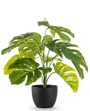 De Kunst Monstera 55 cm in sierpot zwart heeft grote, glanzende, gespleten groene bladeren in een zwarte sierpot, tegen een effen witte achtergrond.