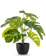 De Kunst Monstera 55 cm in sierpot zwart heeft grote, glanzende, gespleten groene bladeren in een zwarte sierpot, tegen een effen witte achtergrond.