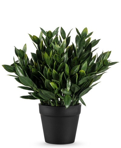 De Kunstplant Pumila 23 cm is een weelderig groene kunstplant met talrijke puntige bladeren, in een eenvoudige zwarte pot en tegen een effen witte achtergrond.