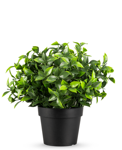 De Kunstplant Photonia in pot UV 22 cm heeft kleine, puntige groene bladeren in een eenvoudige zwarte pot, tegen een effen witte achtergrond.