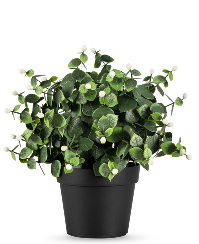 De Kunstplant Eucalyptus wit in pot UV 22 cm heeft dichte groene bladeren en kleine witte knoppen in een eenvoudige zwarte pot, perfect om elke ruimte op te fleuren.