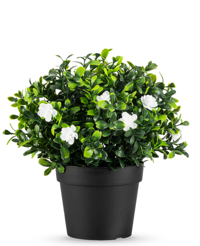 De Kunstplant Pumila in pot UV 21cm is een kleine kunstplant met dichte groene bladeren en delicate witte bloemen, in een eenvoudige zwarte pot tegen een effen witte achtergrond.