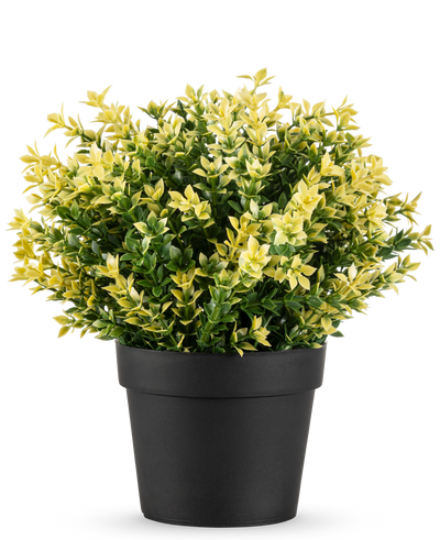 De Kunstplant Buxus geel UV 22 cm UV is een kleine potplant met dichte groene en gele bladeren in een eenvoudige zwarte pot, tegen een effen witte achtergrond.