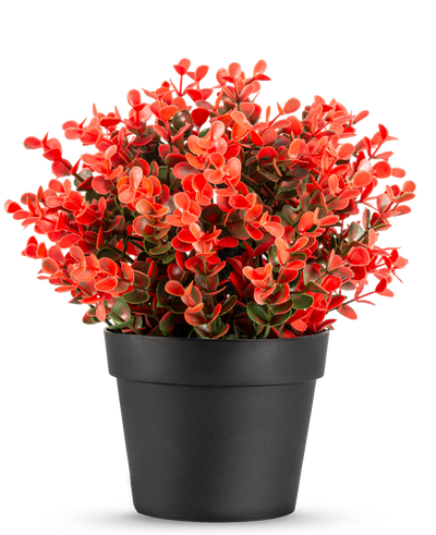 De Kunstplant Buxus rood in pot UV 19 cm is een compacte zwarte bloempot met een weelderige mix van rode en groene kunstbladeren tegen een effen witte achtergrond.