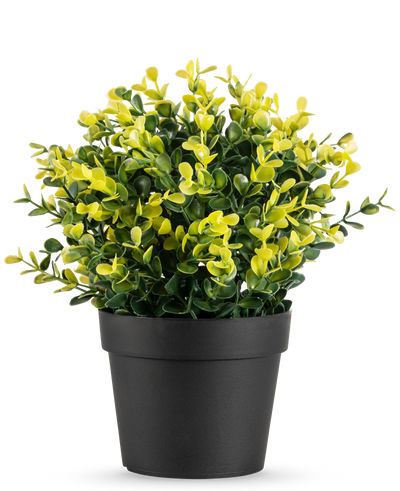 The Artificial Plant Buxus yellow in pot UV 19 cm has small green and yellow leaves in a simple black pot, against a plain white background.