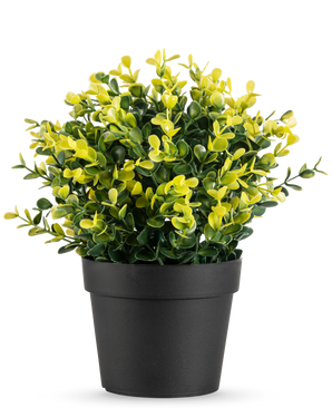 De Kunstplant Buxus geel in pot UV 19 cm heeft kleine groene en gele bladeren in een eenvoudige zwarte pot, tegen een effen witte achtergrond.
