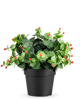 De Kunstplant Eucalyptus rood in pot UV 22 cm heeft groene bladeren en kleine rode knoppen in een eenvoudige zwarte pot, tegen een effen witte achtergrond.