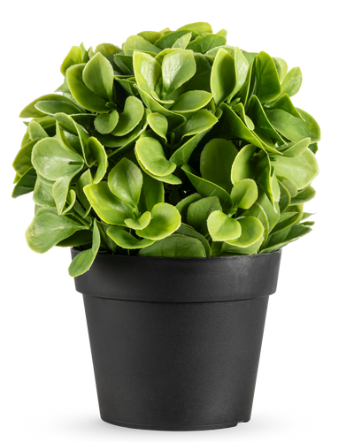 De Kunstplant Murraya UV 20 cm is een kleine, ronde kunstplant met weelderige groene bladeren in een eenvoudige zwarte pot, tegen een effen witte achtergrond.