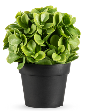 De Kunstplant Murraya UV 20 cm is een kleine, ronde kunstplant met weelderige groene bladeren in een eenvoudige zwarte pot, tegen een effen witte achtergrond.