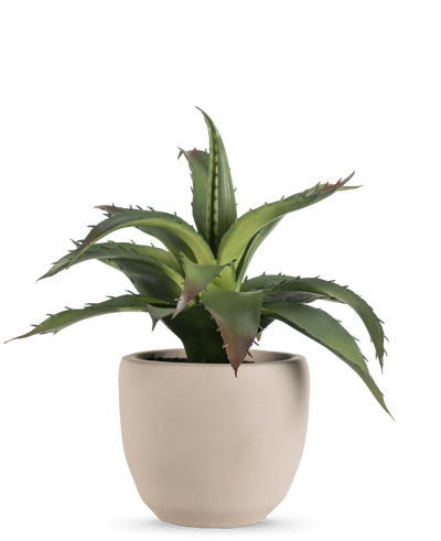 De Kunst vetplant 20 cm in sierpot heeft groene, puntige stekelige bladeren in een eenvoudige ronde pot van lichtbeige keramiek tegen een effen witte achtergrond.