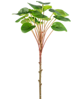 Een Kunst Pilea Pannenkoekplant 50 cm met een slanke bruine stengel, lange roodachtige stengels en grote ronde groene bladeren wordt getoond tegen een effen witte achtergrond.