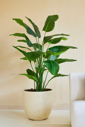 De Kunstplant Strelitzia Real Touch Deluxe 180 cm, met zijn brede, glanzende bladeren, staat op de vloer bij een wit gestructureerde bank en beige muur en brengt een vleugje tropische stijl in de ruimte.