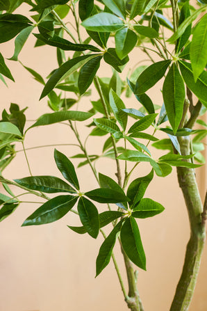 Close-up of an Artificial Plant Pachira 180 cm with glossy green, lance-shaped leaves and light brown stems against a beige background.
