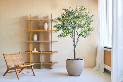 A minimalist living space is equipped with a wooden chair, the Artificial Olive Tree 200 cm as a lifelike pot plant and a wooden shelf with three white vases. Sunlight streams through white curtains over a large window.