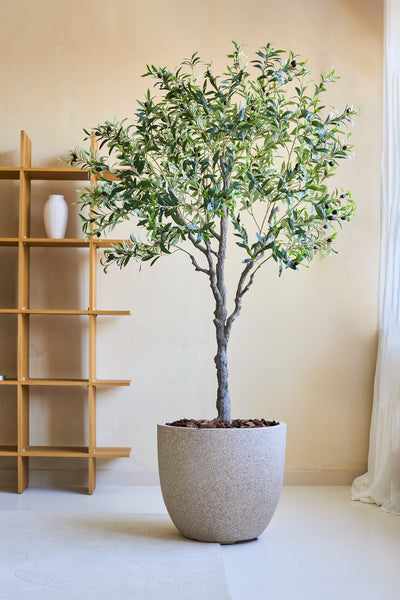 An Artificial Olive Tree 200 cm artificial plant with slender branches and green leaves stands on a light floor near a wooden shelf and transparent curtains in a bright, minimalist room.