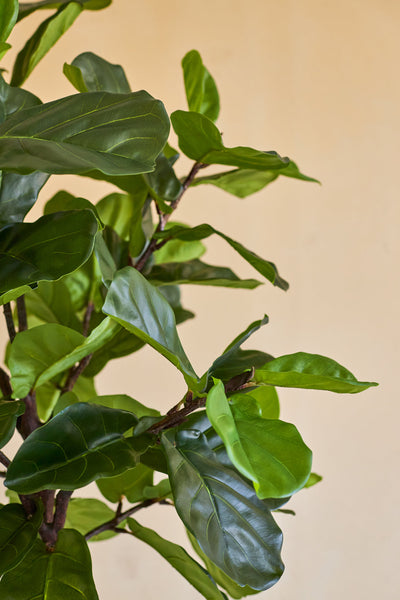 Close-up van de Kunstplant Ficus Tabaksplant Deluxe 180 cm, met zijn weelderige, glanzende groene bladeren en slanke bruine stelen tegen een effen beige achtergrond.