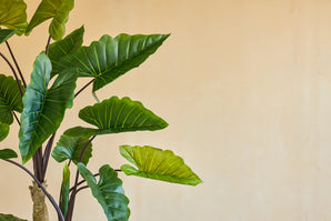 The Artificial Plant Calocasia 210 cm has large green leaves with visible veins on dark stems, which stand against a plain beige wall for a simple, natural look indoors.