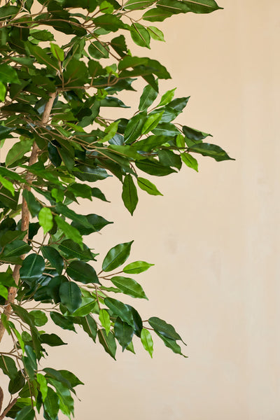 A close-up of the Artificial Plant Ficus Green 180 cm with slender branches in a decorative pot, against a plain beige background.