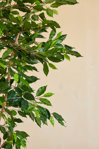 A close-up of the Artificial Plant Ficus Green 180 cm with slender branches in a decorative pot, against a plain beige background.